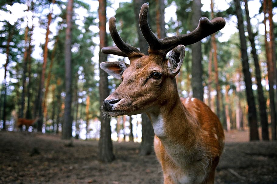 adult tan deer in the forest, hirsch, wild, fallow deer, paarhufer HD wallpaper