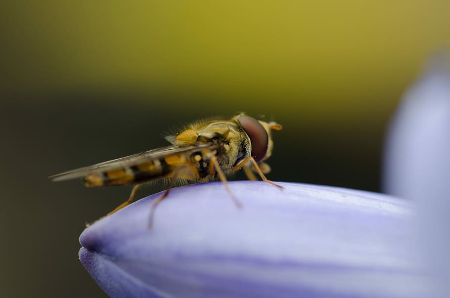 shallow focus photography of brown insect, hoverfly perching on purple petal in selective focus photography HD wallpaper