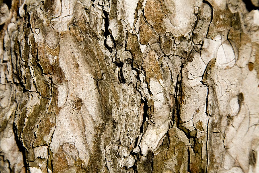 tree, texture, brown, macro, timber, wood tissue, tree trunk HD wallpaper