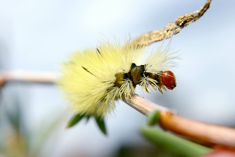 caterpillar, macro, silk, flower, flowering plant, close-up HD wallpaper