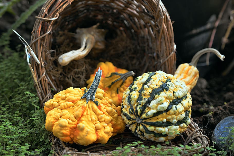 Squash, Harvest, Fall, Autumn, vegetables, thanksgiving, holiday HD wallpaper