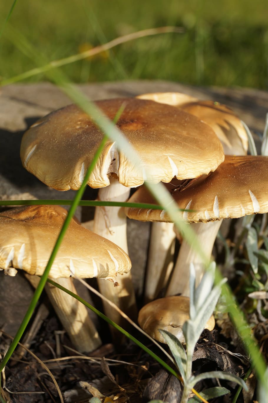 Весенние съедобные грибы фото и название. Весенние грибы съедобные. Весенние грибов съедобные. Съедобные грибы весной. Весенние грибы съедобные в мае.