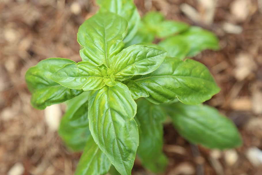 basil, green plant, herbs, leaf, plant part, food and drink HD wallpaper