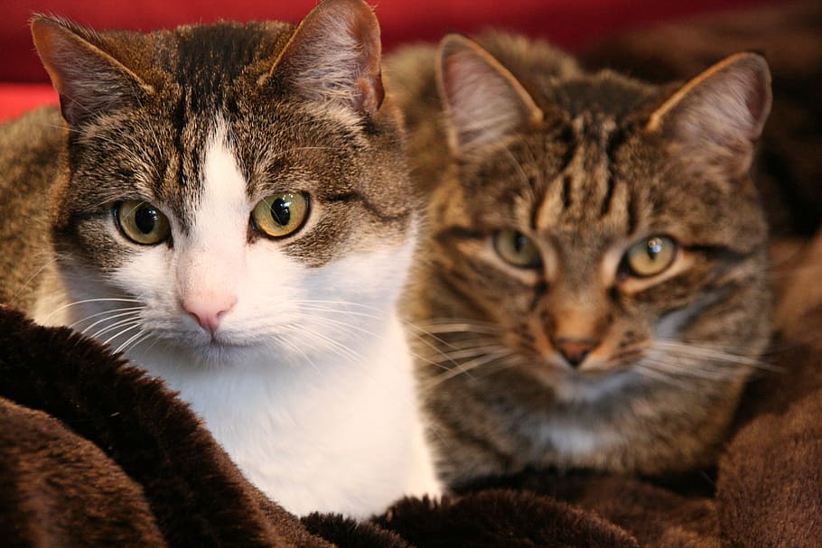 cat, pet, concerns, snuggle, feline, mammal, domestic cat, pets HD wallpaper