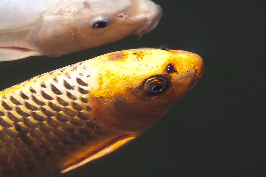 Brocade, Koi, Carp, Fish, Swim, brocade carp, pond, water, white HD wallpaper