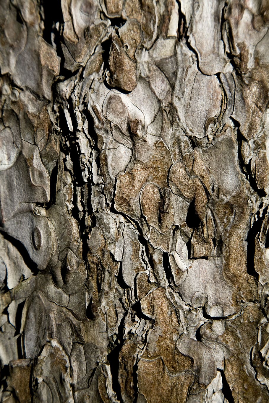 tree, shell, wood tissue, texture, detail, macro, backgrounds HD wallpaper