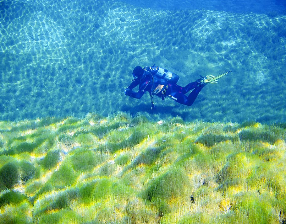 diving, divers, underwater, float, scuba divers, scuba diving HD wallpaper