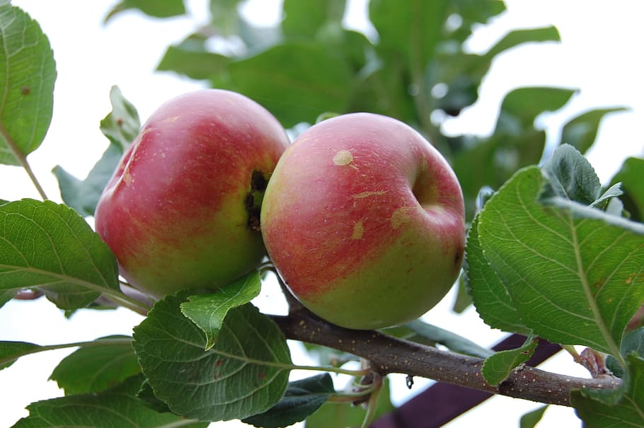 apple, fruit, apple tree, gardening, food and drink, healthy eating HD wallpaper