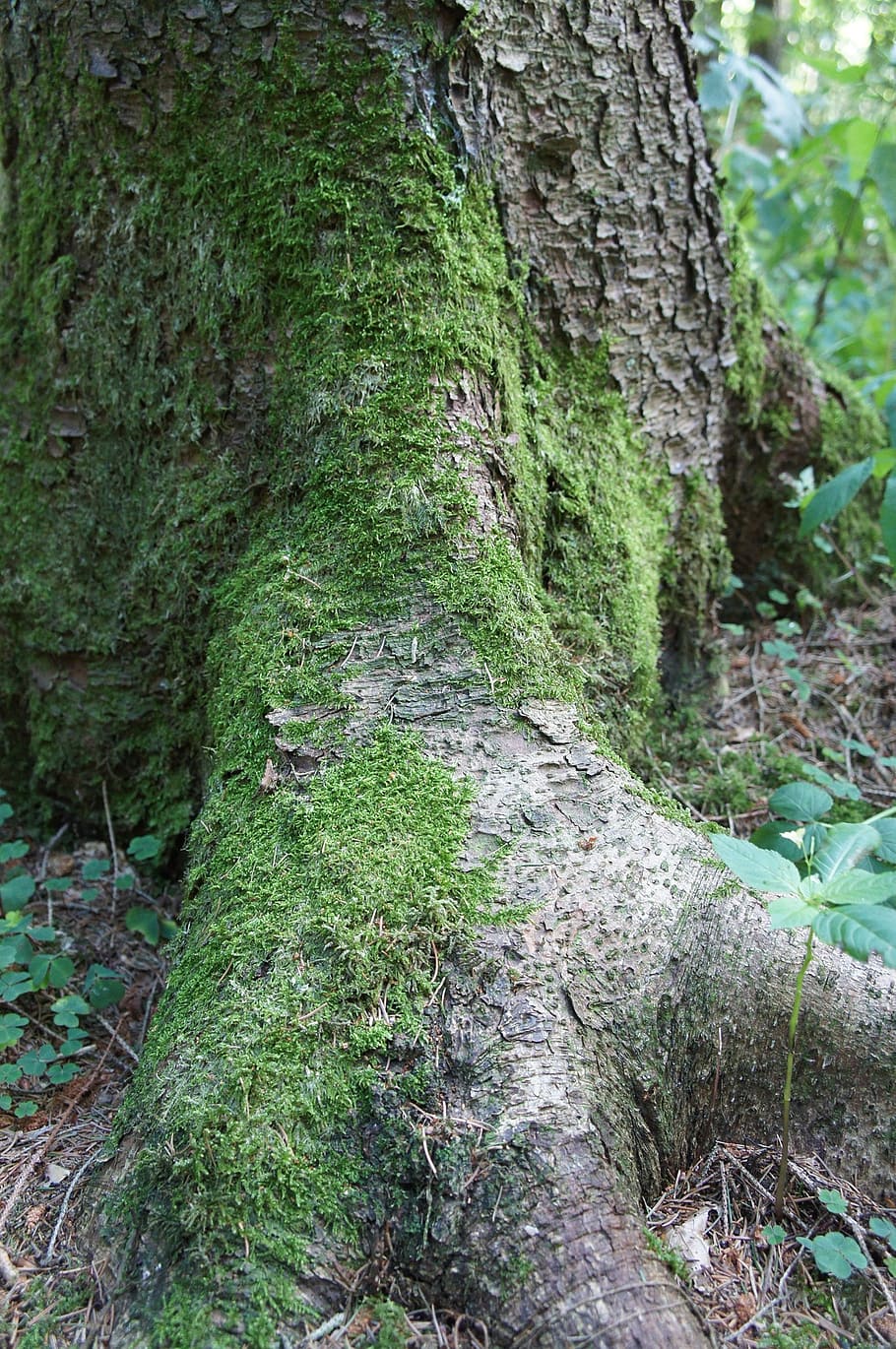 forest, tree, nature, green, tribe, moss, bark, root, log, plant HD wallpaper