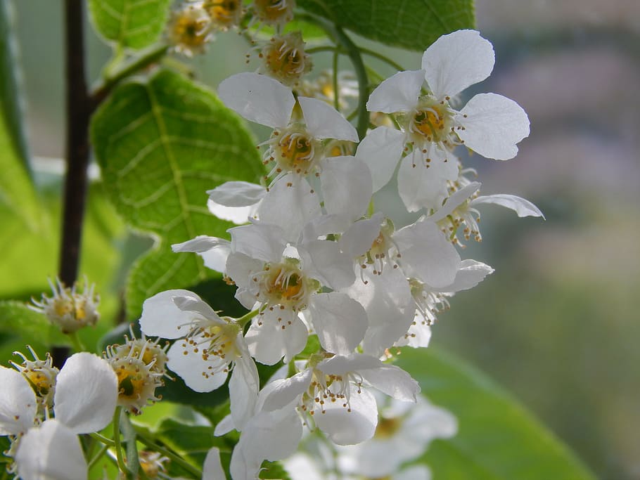 bird-cherry tree, flowers, greens, bloom, macro photography HD wallpaper
