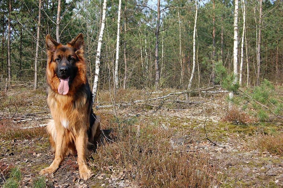 dog, spring, forest, spacer, german shepherd, one animal, pets HD wallpaper