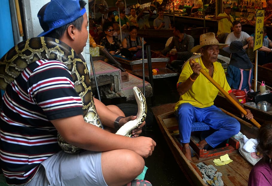snakes, python, boa constrictor, serpent, reptile, animal, nature HD wallpaper