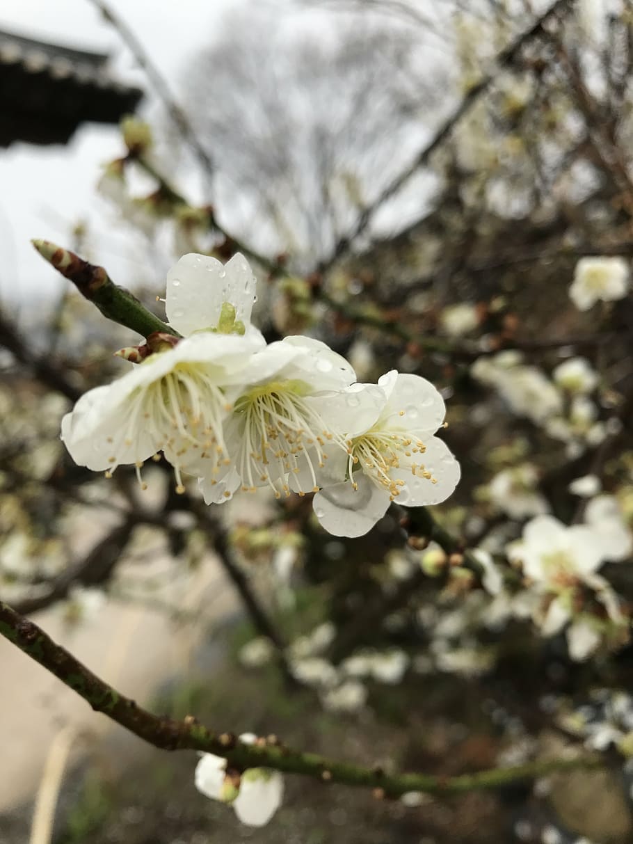 spring, pear, flowers, outing, background, flowers and plants HD wallpaper