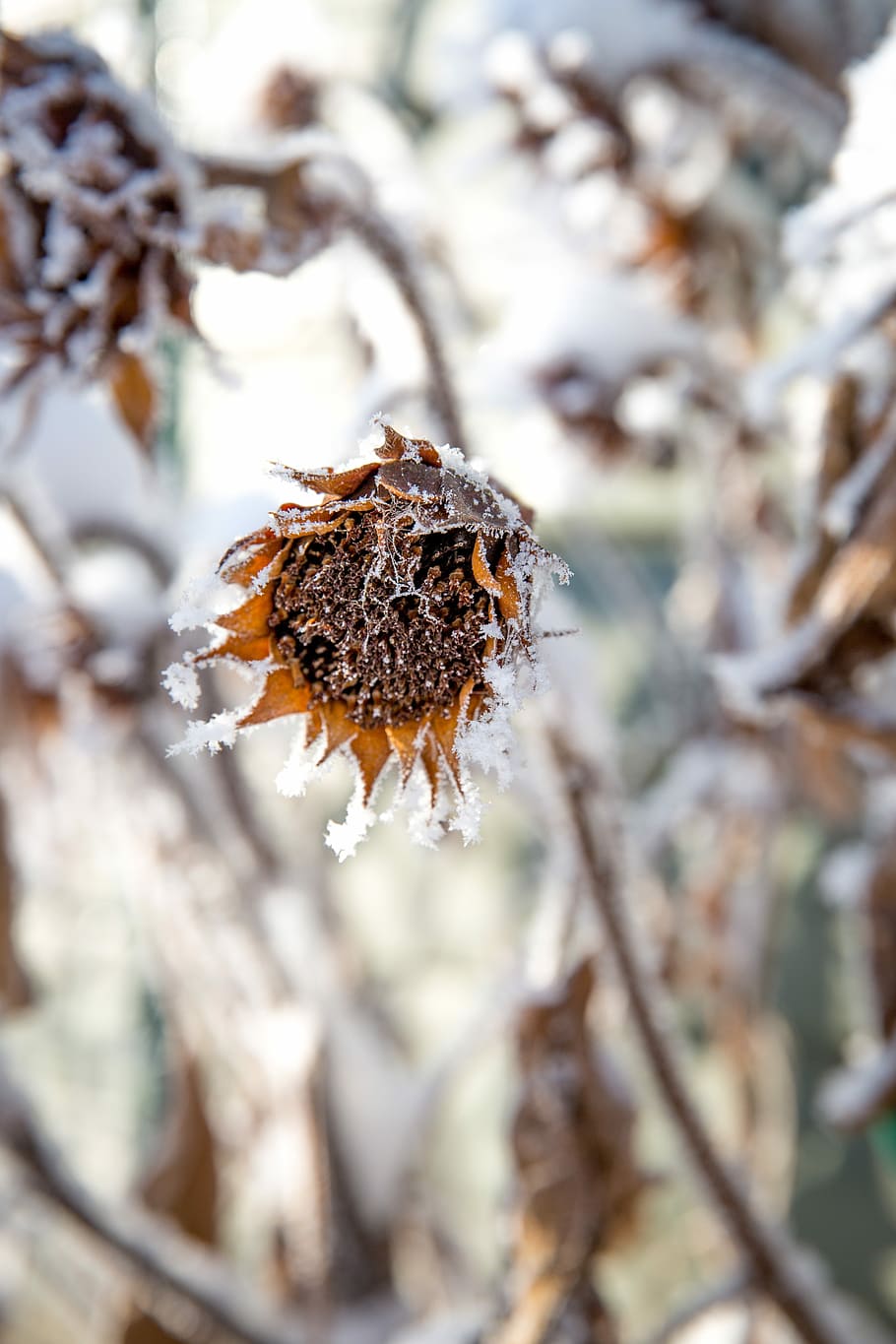 Frost, Winter, Snow, White, White, Flower, Cold, dormant, asleep HD wallpaper