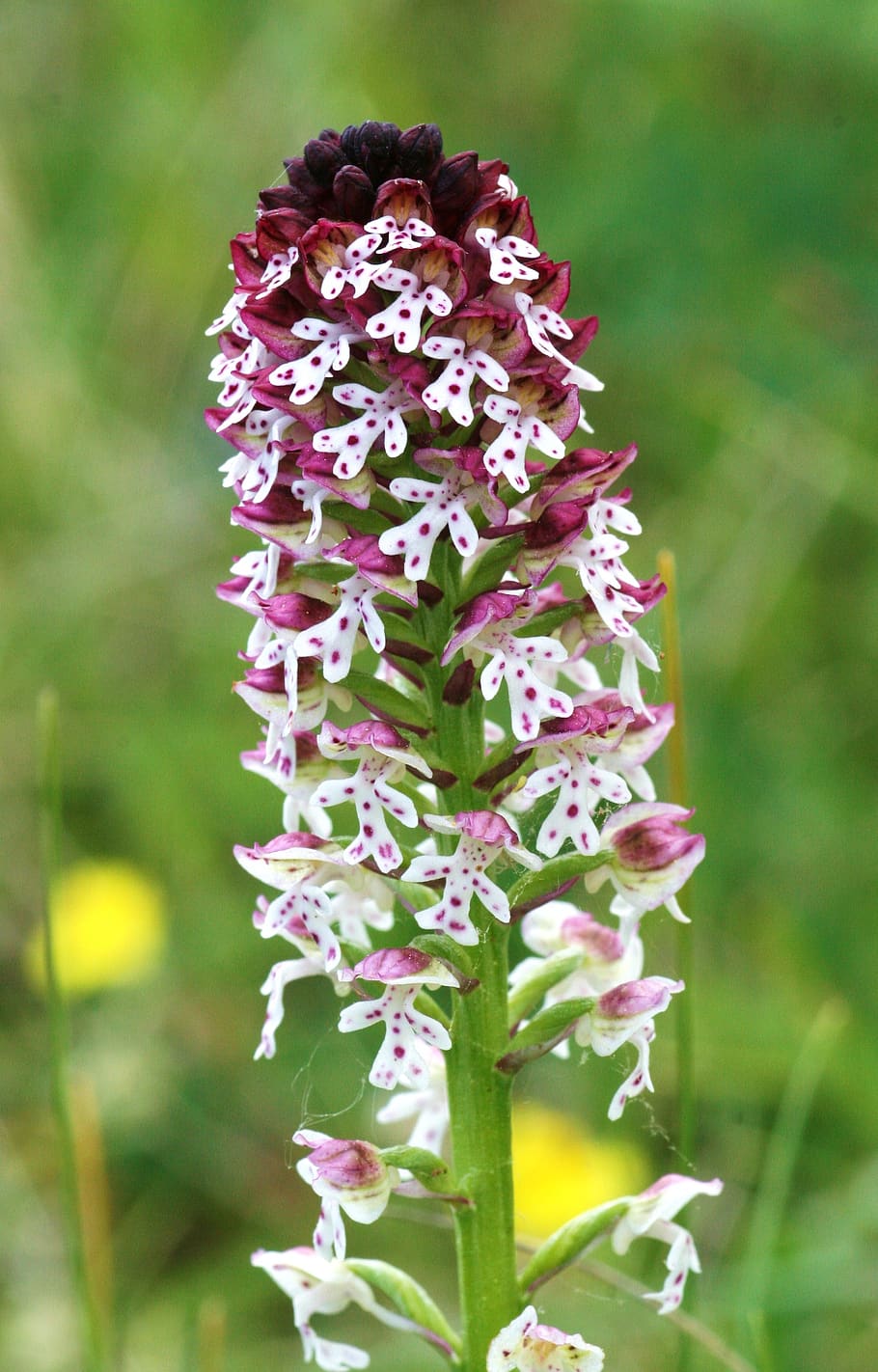 lady orchid, orchis, ustulata hester, burned, flowers, flowering plant, HD wallpaper