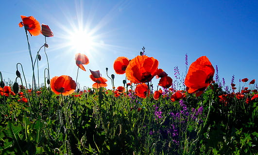 red petaled flowers under bright sun, poppy, nature, field, sky HD wallpaper