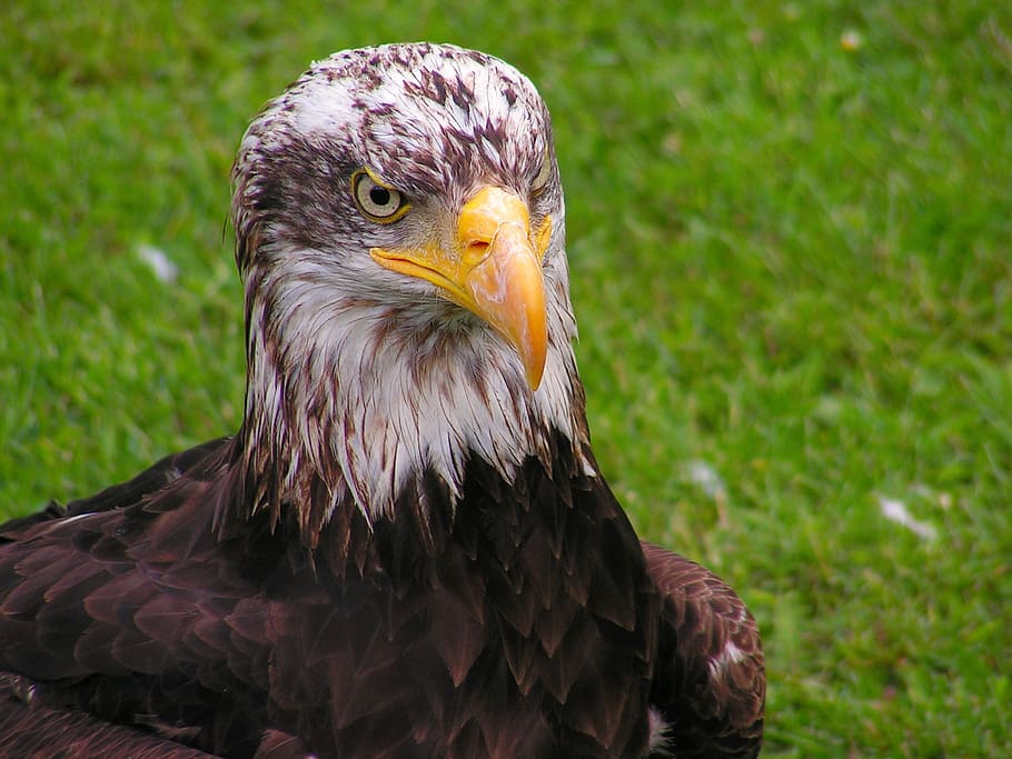 head, cub, eagle, portrait, grass, eagle - Bird, bald Eagle HD wallpaper