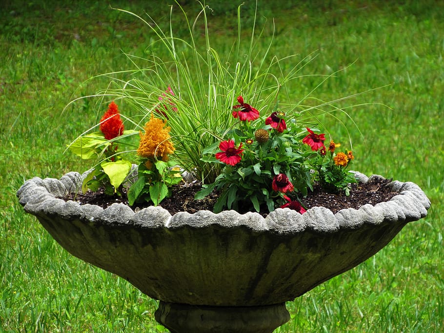 Bird, Bath, Flowers, Unique, grass, green color, outdoors, nature HD wallpaper