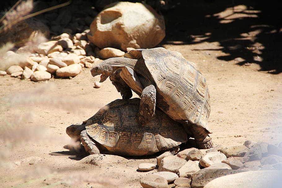 turtle, act, zoo, reproduction, africa, tortoise, emotion, reptile HD wallpaper