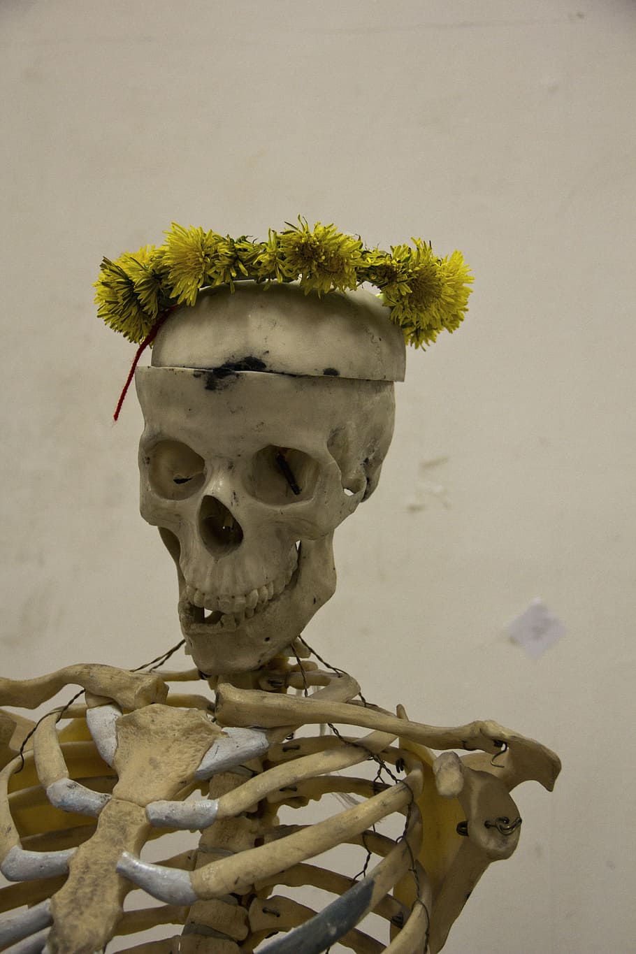 skeleton, man, skull, bone, wreath, dandelions, human representation HD wallpaper