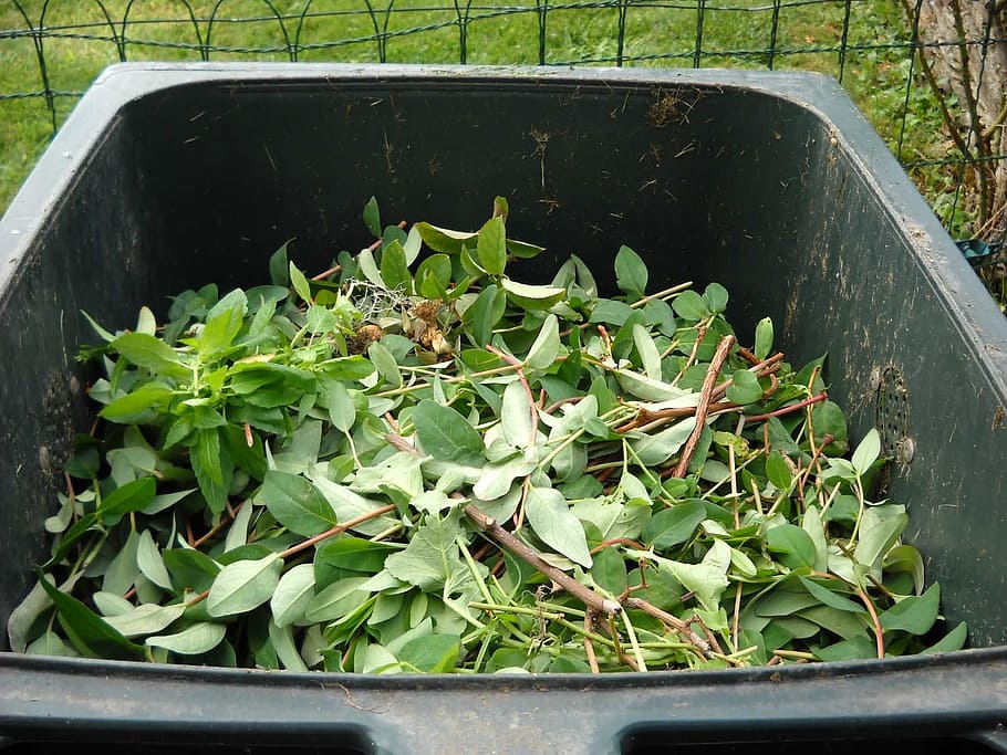 green leaves in bin, green waste, composting, recycling, green color HD wallpaper