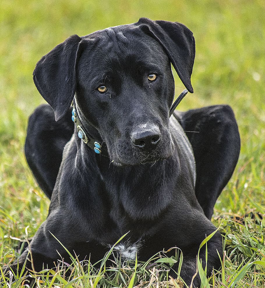 black Labrador Retriever lying on the green grass field during daytime HD wallpaper