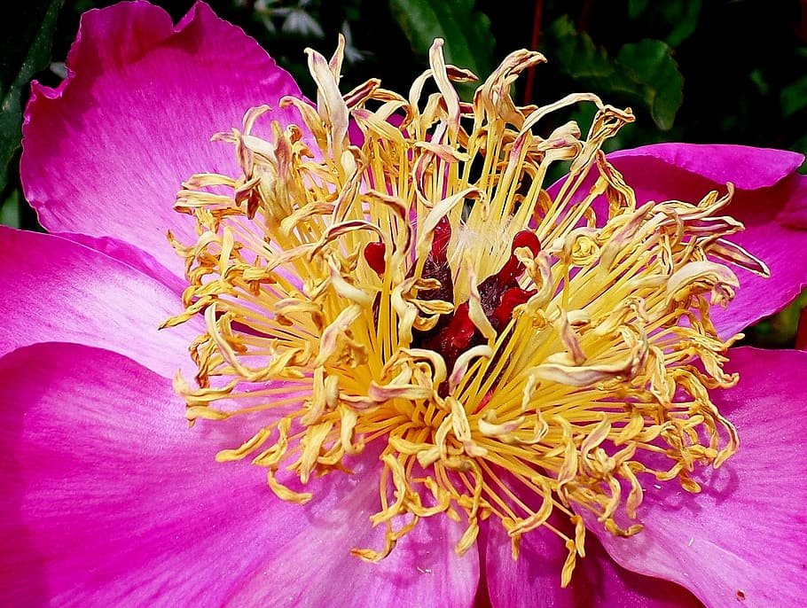peony, close, pink, spring, flowering plant, petal, freshness HD wallpaper