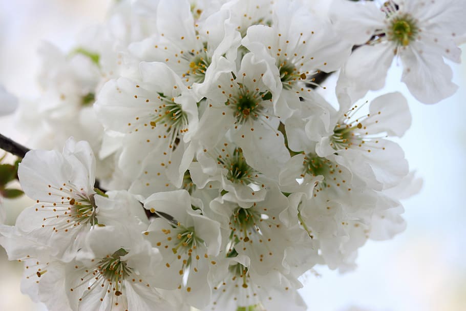 flowers, white, tree, fruit, casey, spring, flourished, flowering plant HD wallpaper