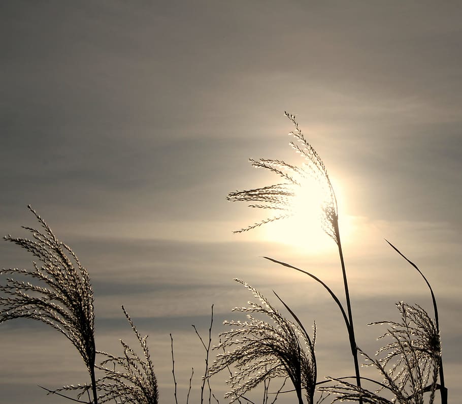 close-up photography of leaves under golden hour, reed, cold HD wallpaper