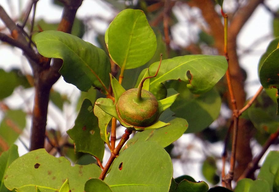 Sonneratia Caseolaris, Mangrove Apple, seed pod, west coast, india