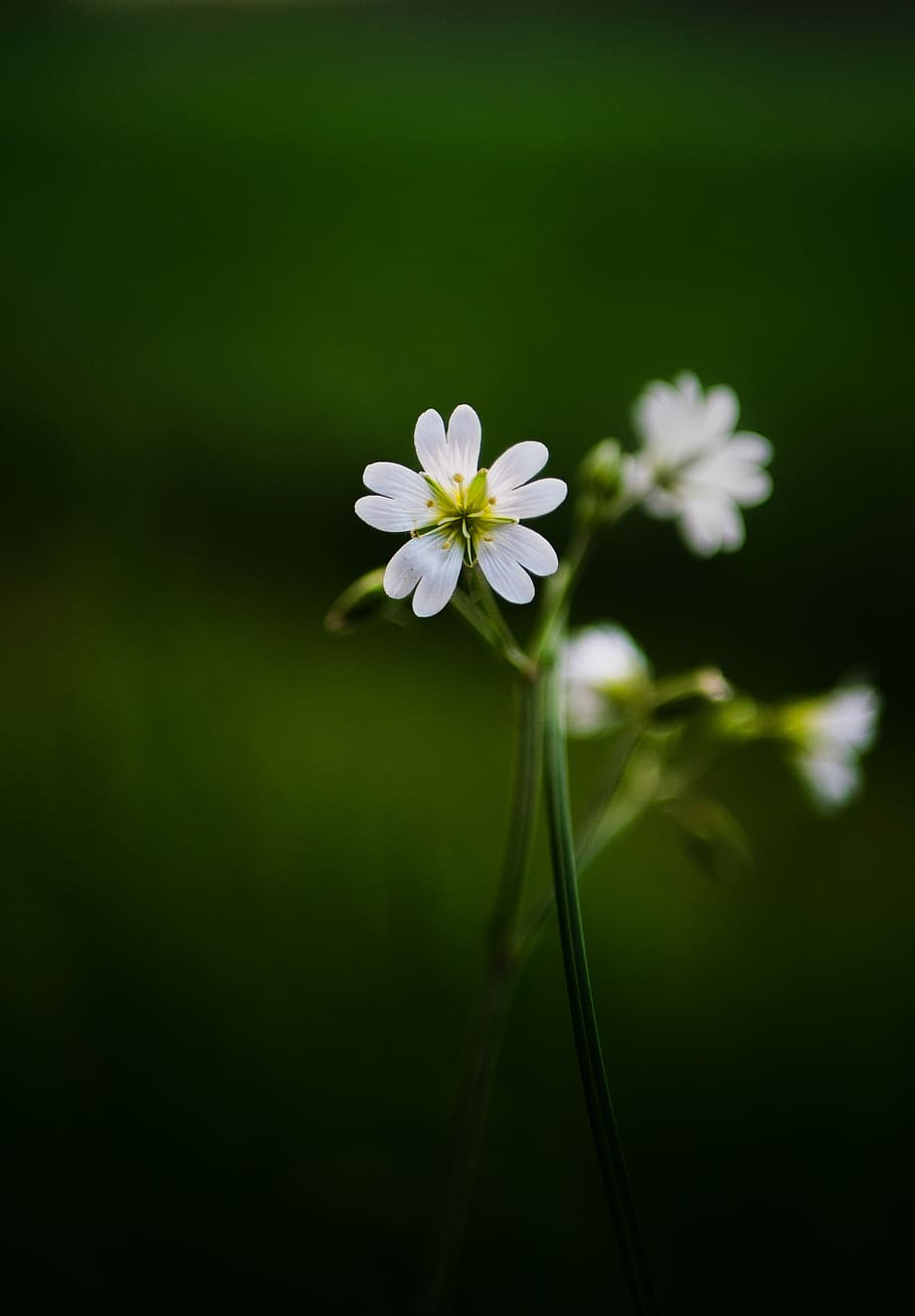 selective focus photography of white petaled flowers, selective focus photography of 5-petaled flower HD wallpaper