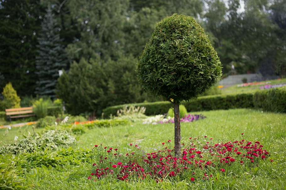 tree, krone, summer, garden, greens, flora, nature, vertical HD wallpaper