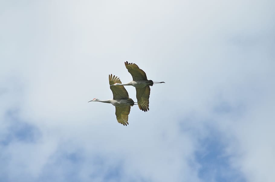 Birds, Flight, Wing, Nature, flying, airplane, airshow, sky HD wallpaper