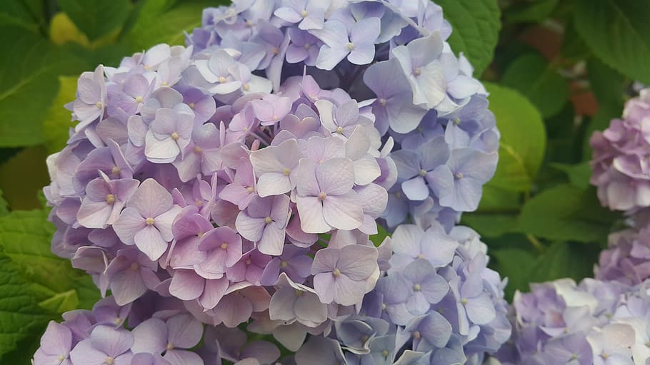 hydrangea, purple, white, pink, plants, flowers, petal, nature HD wallpaper
