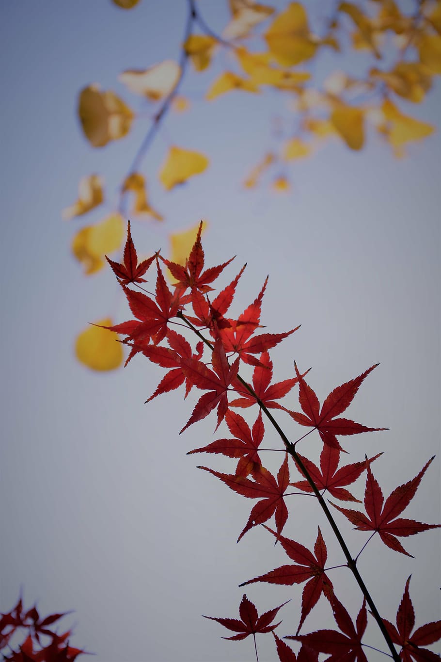 red maple, backlight, plant, autumn, plant part, leaf, change HD wallpaper