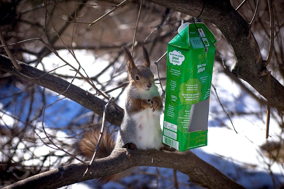 squirrel, park, march, nature, in the park, tree, fun, mammal HD wallpaper