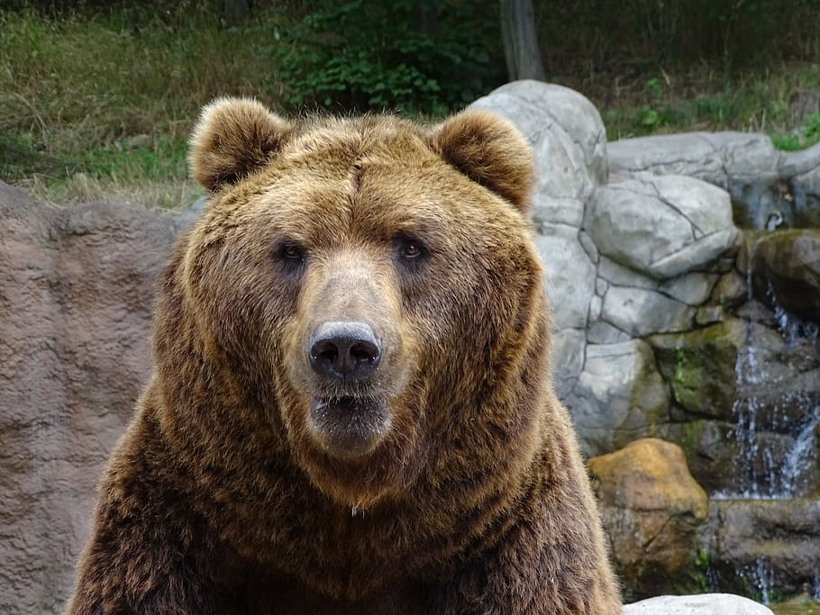 grizzly bear near fountain at daytime, zoo brno, animals, mammal, HD wallpaper