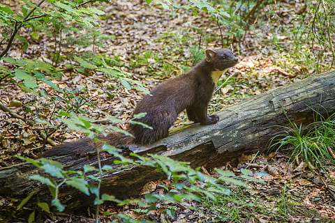 Pine Marten, Predator, Forest, animals in the wild, one animal HD wallpaper