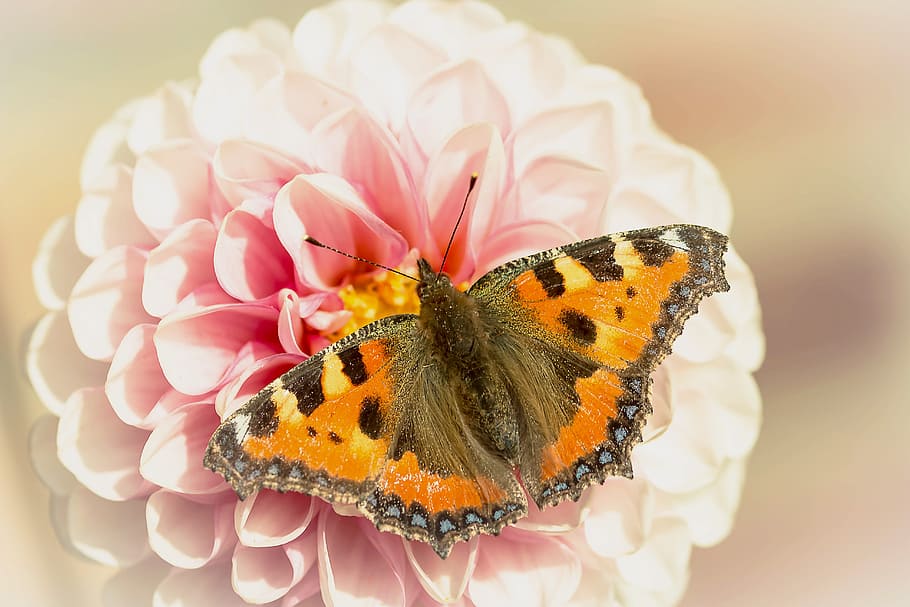 close-up photo tortoiseshell butterfly perched on pink petaled flower, HD wallpaper