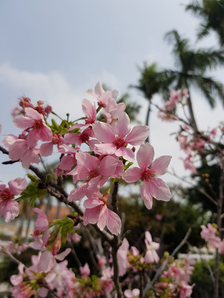 cherry blossoms, pink, flower, flowering plant, freshness, fragility HD wallpaper