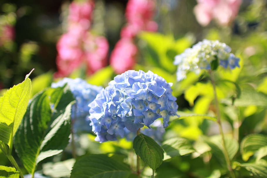hydrangea, flower, flowers, blue, bloom, nature, plant, garden flower HD wallpaper