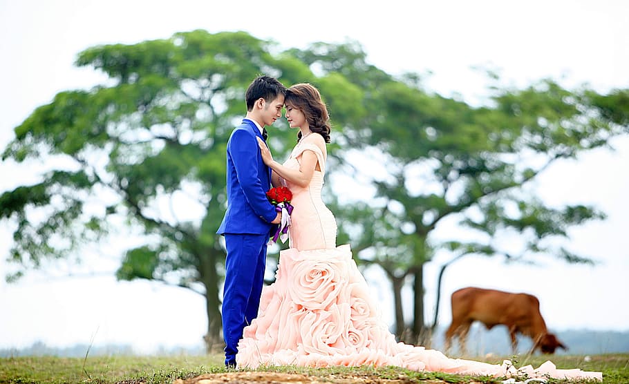 couple standing near cow and tree, Wedding, Nice, Picture, Lover HD wallpaper