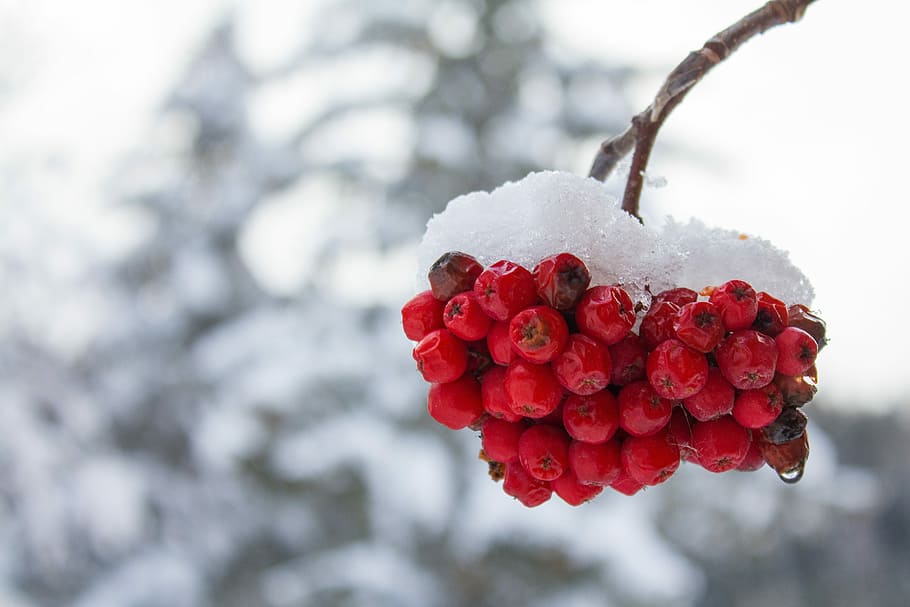 Berry, Winter, Branch, Cold, Snow, mountain, alps, dolomites HD wallpaper