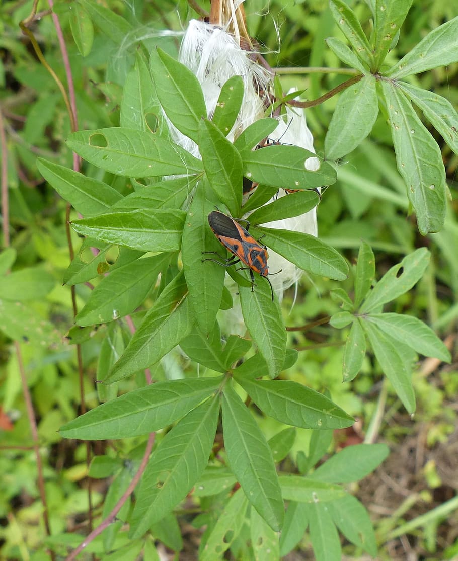 Bugs, Insect, Water, Plant, insects, bug insect, natural, botanical HD wallpaper