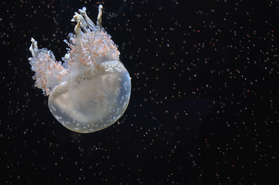 closeup photo of gray jellyfish, white, black, background, underwater, HD wallpaper