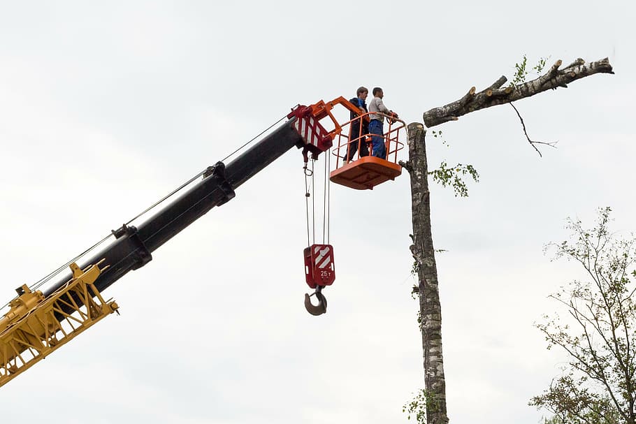 sawing, tree, birch, chainsaw, on high, working, crane, felling HD wallpaper