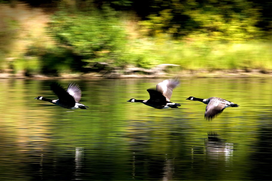 brown Canaida geese hovering body of water, ducks, birds, flying HD wallpaper