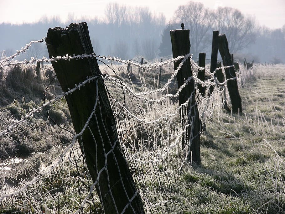 ice, winter, fence, cold, hoarfrost, wintry, nature, plant HD wallpaper
