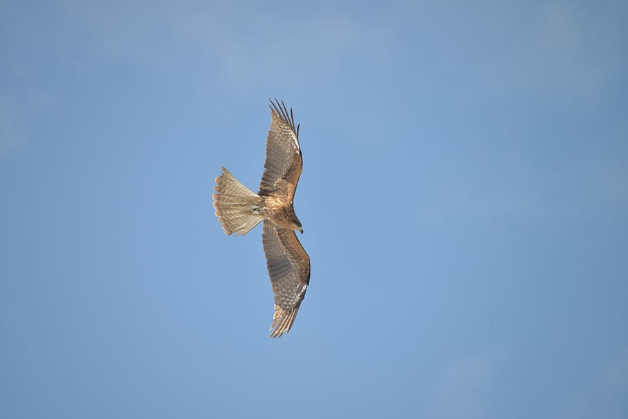 bird, sky, flight, natural, wild animals, wings, video, shared their feelings HD wallpaper