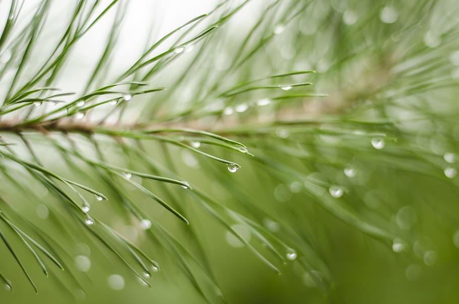 nature, pine needles, background, macro, rain, purity, green HD wallpaper